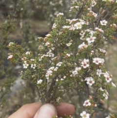 Leptospermum myrtifolium at Jerangle, NSW - 23 Jan 2020