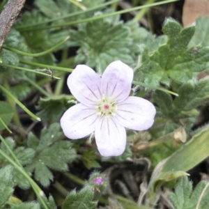 Geranium antrorsum at Jerangle, NSW - 23 Jan 2020