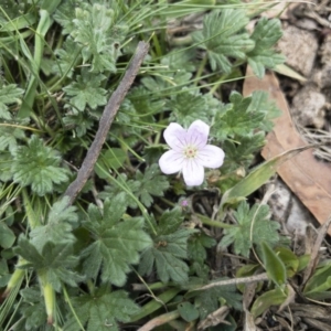 Geranium antrorsum at Jerangle, NSW - 23 Jan 2020