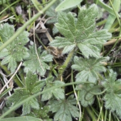 Geranium antrorsum at Jerangle, NSW - 23 Jan 2020