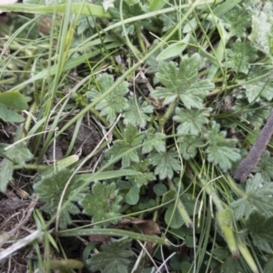 Geranium antrorsum at Jerangle, NSW - 23 Jan 2020