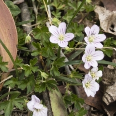 Geranium neglectum (Red-stemmed Cranesbill) at Gourock National Park - 23 Jan 2020 by Illilanga