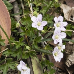 Geranium neglectum at Jerangle, NSW - 23 Jan 2020