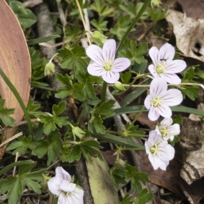 Geranium neglectum (Red-stemmed Cranesbill) at Jerangle, NSW - 23 Jan 2020 by Illilanga