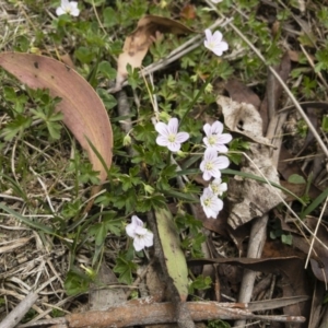 Geranium neglectum at Jerangle, NSW - 23 Jan 2020