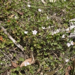 Geranium neglectum at Jerangle, NSW - 23 Jan 2020