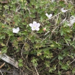 Geranium neglectum at Jerangle, NSW - 23 Jan 2020 01:05 PM