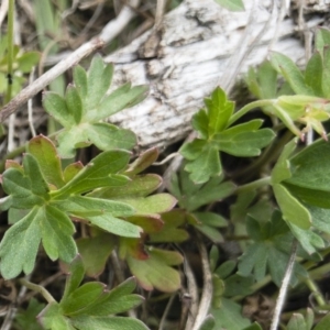 Geranium neglectum at Jerangle, NSW - 23 Jan 2020