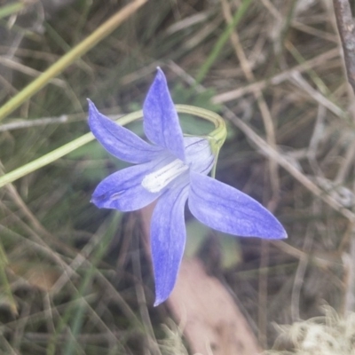 Wahlenbergia stricta subsp. stricta (Tall Bluebell) at Gourock National Park - 23 Jan 2020 by Illilanga