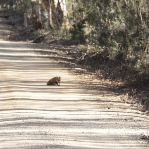 Vulpes vulpes at Wingello, NSW - 19 Mar 2020