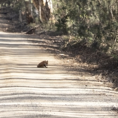 Vulpes vulpes (Red Fox) at Wingecarribee Local Government Area - 19 Mar 2020 by Aussiegall