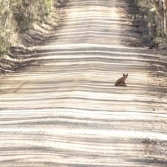 Vulpes vulpes at Wingello, NSW - 19 Mar 2020