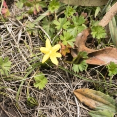 Hypoxis hygrometrica (Golden Weather-grass) at Jerangle, NSW - 23 Jan 2020 by Illilanga