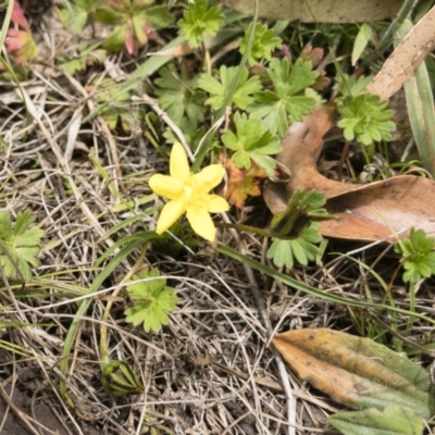 Hypoxis hygrometrica (Golden Weather-grass) at Gourock National Park - 23 Jan 2020 by Illilanga