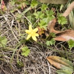 Hypoxis hygrometrica (Golden Weather-grass) at Gourock National Park - 23 Jan 2020 by Illilanga