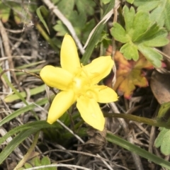 Hypoxis hygrometrica at Jerangle, NSW - 23 Jan 2020 01:07 PM