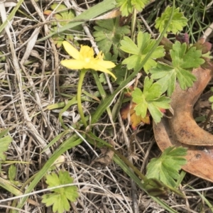 Hypoxis hygrometrica at Jerangle, NSW - 23 Jan 2020 01:07 PM