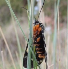 Phalaenoides glycinae (Grapevine Moth) at Conder, ACT - 8 Mar 2020 by MichaelBedingfield