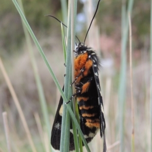 Phalaenoides glycinae at Conder, ACT - 8 Mar 2020