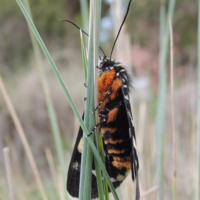 Phalaenoides glycinae (Grapevine Moth) at Pollinator-friendly garden Conder - 7 Mar 2020 by michaelb