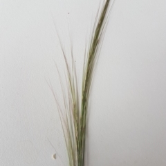 Austrostipa scabra (Corkscrew Grass, Slender Speargrass) at Bass Gardens Park, Griffith - 20 Mar 2020 by SRoss