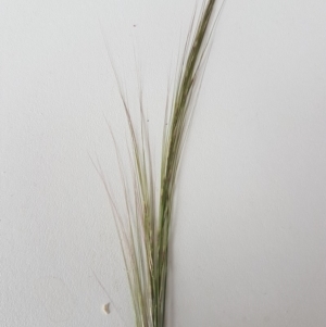 Austrostipa scabra at Griffith, ACT - 20 Mar 2020