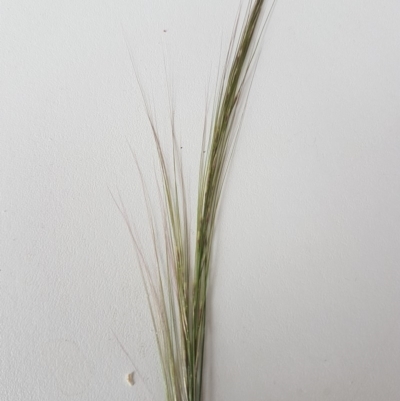 Austrostipa scabra (Corkscrew Grass, Slender Speargrass) at Griffith, ACT - 20 Mar 2020 by SRoss