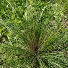 Austrostipa scabra at Griffith, ACT - 20 Mar 2020