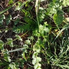 Erodium cicutarium (Common Storksbill, Common Crowfoot) at Bass Gardens Park, Griffith - 19 Mar 2020 by SRoss