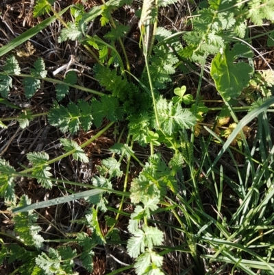 Erodium cicutarium (Common Storksbill, Common Crowfoot) at Bass Gardens Park, Griffith - 19 Mar 2020 by SRoss