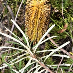 Banksia spinulosa var. cunninghamii (Hairpin Banksia) at Budderoo National Park - 18 Mar 2020 by plants