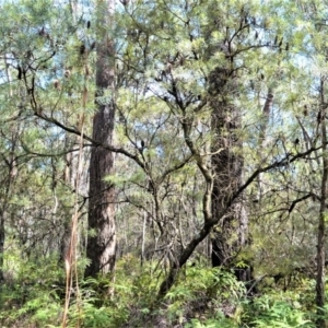 Banksia spinulosa var. cunninghamii at Robertson - 19 Mar 2020 12:00 AM