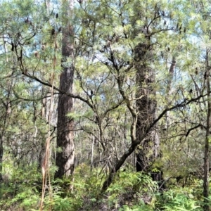 Banksia spinulosa var. cunninghamii at Robertson - 19 Mar 2020