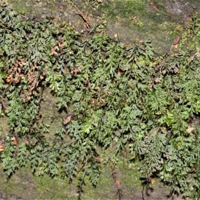 Hymenophyllum australe at Budderoo National Park - 18 Mar 2020 by plants