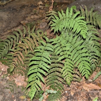 Leptopteris fraseri (Crepe Fern) at Robertson - 18 Mar 2020 by plants