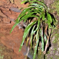 Notogrammitis billardierei (Finger Fern) at Robertson, NSW - 10 Mar 2020 by plants