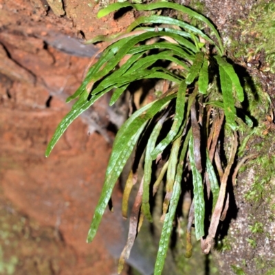 Notogrammitis billardierei (Finger Fern) at Robertson, NSW - 10 Mar 2020 by plants