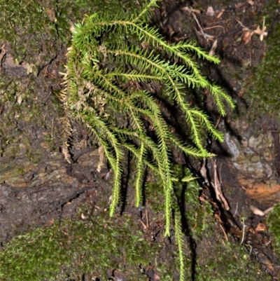 Phlegmariurus varius (Hanging Clubmoss) at Robertson, NSW - 19 Mar 2020 by plants
