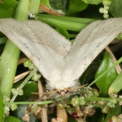 Anthela acuta at Mollymook Beach, NSW - 19 Mar 2020