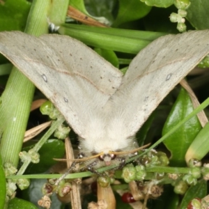 Anthela acuta at Mollymook Beach, NSW - 19 Mar 2020