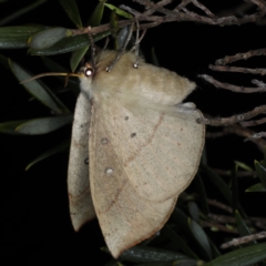 Anthela acuta at Mollymook Beach, NSW - 19 Mar 2020