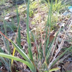 Dianella sp. aff. longifolia (Benambra) (Pale Flax Lily, Blue Flax Lily) at Reid, ACT - 19 Mar 2020 by ElizaL
