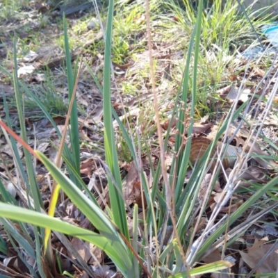 Dianella sp. aff. longifolia (Benambra) (Pale Flax Lily, Blue Flax Lily) at Reid, ACT - 20 Mar 2020 by ElizaL