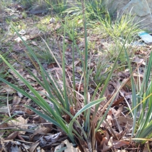 Dianella sp. aff. longifolia (Benambra) at Reid, ACT - 20 Mar 2020