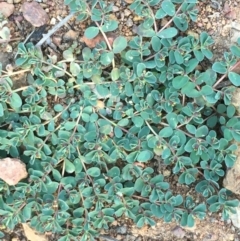 Euphorbia dallachyana (Mat Spurge, Caustic Weed) at Majura, ACT - 19 Mar 2020 by JaneR