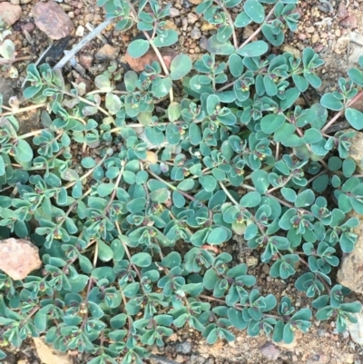 Euphorbia dallachyana (Mat Spurge, Caustic Weed) at Mount Ainslie - 19 Mar 2020 by JaneR