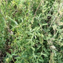 Atriplex semibaccata (Creeping Saltbush) at Reid, ACT - 20 Mar 2020 by ElizaL