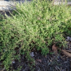 Atriplex semibaccata at Reid, ACT - 20 Mar 2020