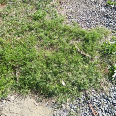 Calotis anthemoides (Chamomile Burr-daisy) at Reid, ACT - 19 Mar 2020 by ElizaL