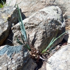 Dianella sp. aff. longifolia (Benambra) (Pale Flax Lily, Blue Flax Lily) at Ainslie volcanic grassland - 20 Mar 2020 by ElizaL